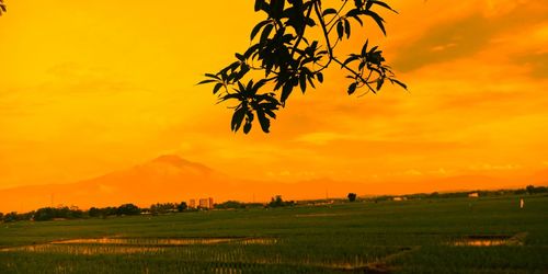 Scenic view of field against orange sky