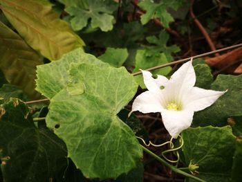 Close-up of white flower blooming outdoors