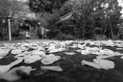 Fallen leaves on road