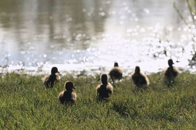 Group of baby ducklings in the field