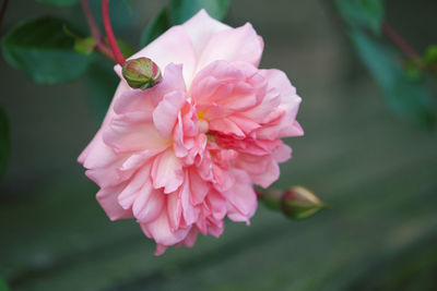 Close-up of pink rose flower