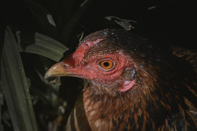 Close-up of a bird