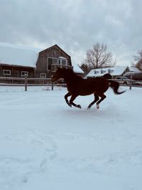 Horse on snow covered field against sky