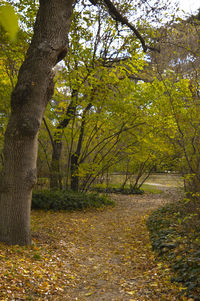 Trees in forest