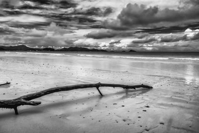 Driftwood on beach against sky