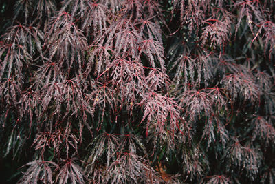 High angle view of pine tree