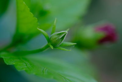 Close-up of green plant