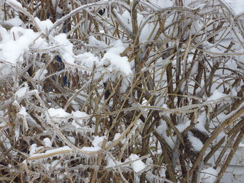 Close-up of snow