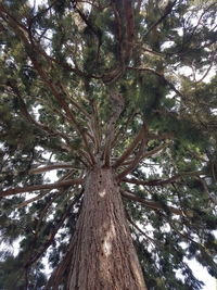 Low angle view of tree in forest