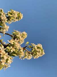 Low angle view of flowering tree against clear blue sky