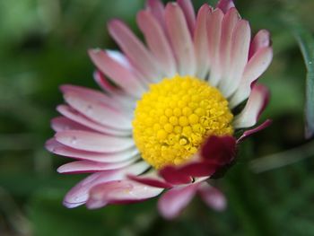 Close-up of pink flower