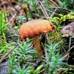 Close-up of mushroom growing on field