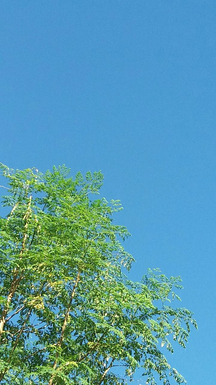 HIGH SECTION OF TREE AGAINST CLEAR BLUE SKY