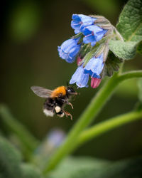 Close-up side view of bee on flower