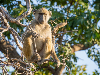 Low angle view of baboon monkey sitting on tree, chobe national park, botswana