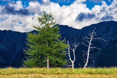 Trees on field by mountains against sky