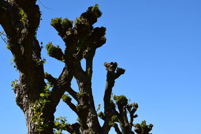 Low angle view of tree against clear blue sky