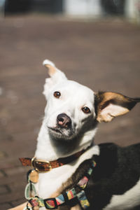 Close-up portrait of a dog