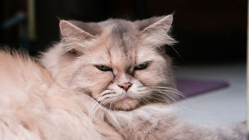 Close-up portrait of a cat