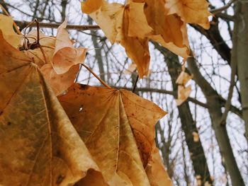 Low angle view of maple leaves on tree