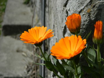 Close-up of yellow flower