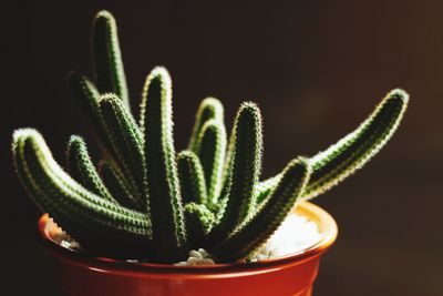 Close-up of succulent plant against black background