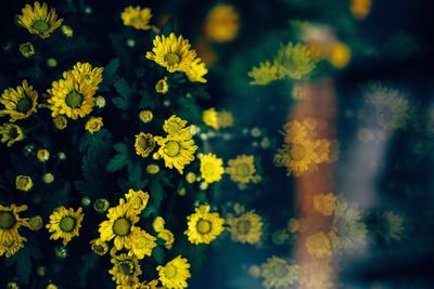 Close-up of yellow flowers blooming outdoors