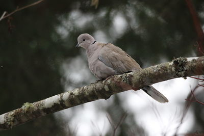 Low angle view of eurasian collared dove bird perching on tree