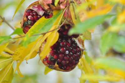 Close-up of pomegranate 