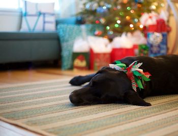 Close-up of puppy at home