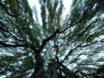 Low angle view of trees against sky