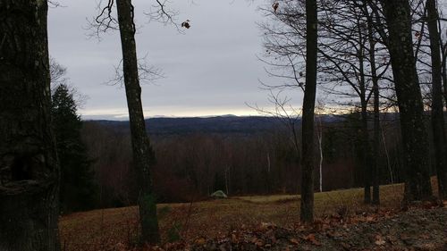 Scenic view of trees against sky