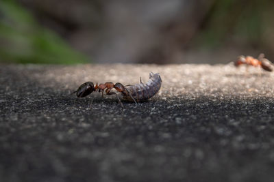 Close-up of insect