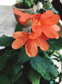 Close-up of flowers blooming outdoors