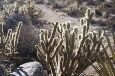 Hidden path with a close-up of cactus