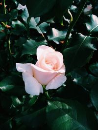 Close-up of pink rose