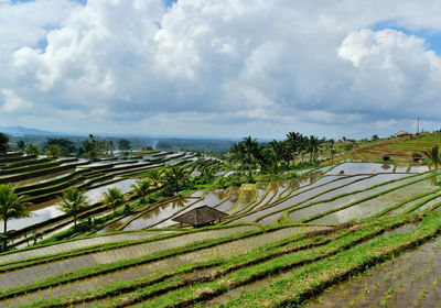 Rice terrace at bali, indonesia.