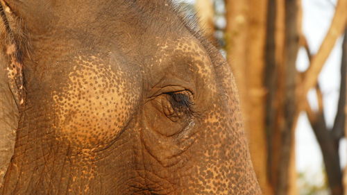 Close-up of elephant