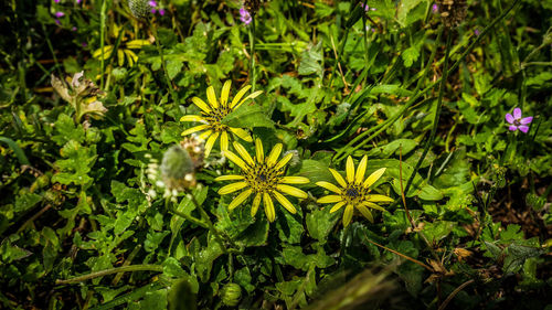 Full frame shot of green leaves