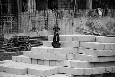 Stray dog sitting on concrete blocks at construction site