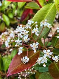 Close-up of white flowering plant