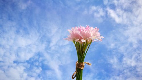 Close-up of pink flower against sky