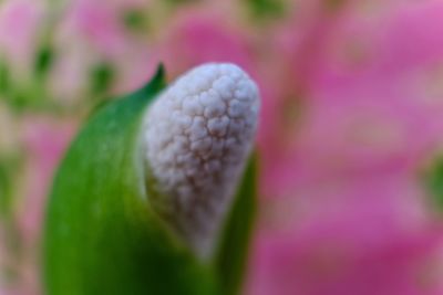 Close-up of flower against blurred background