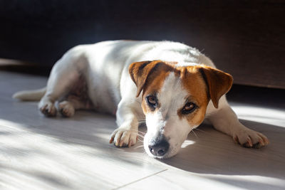 Beautiful dog jack russell lies on floor on his stomach, stretches his legs forward, looks at camera