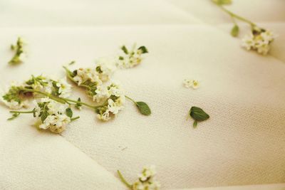 Close-up of potted plant on white table
