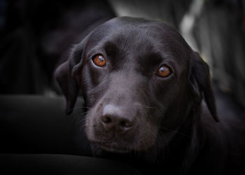 Close-up portrait of black dog