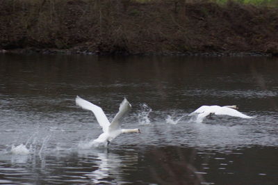 Swan floating on lake