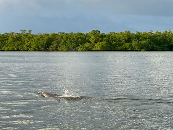 View of ducks swimming in sea