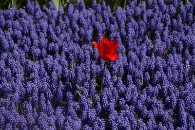 Red and purple flowers blooming outdoors