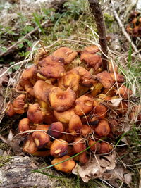 High angle view of mushrooms on field